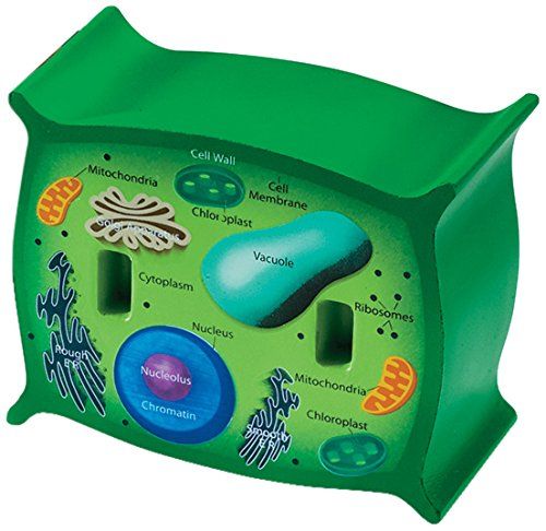 3d picture of plant cell